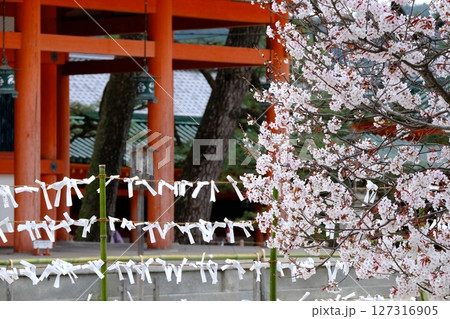 平安神宮の左近の桜 平安神宮の左近の桜 127316905