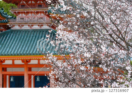 平安神宮の左近の桜 127316907