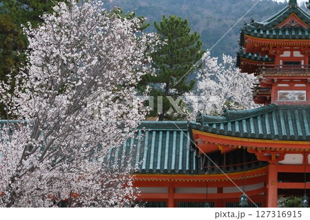 平安神宮の左近の桜 平安神宮の左近の桜 127316915