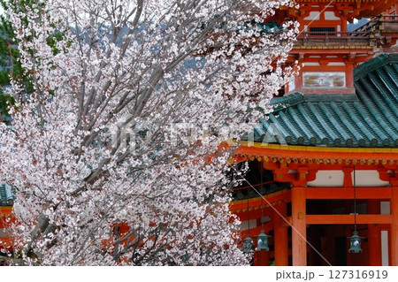 平安神宮の左近の桜 127316919