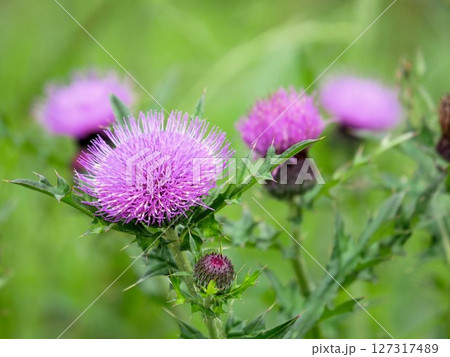 ピンクのノアザミ(Cirsium japonicum) ピンクのノアザミ(Cirsium japonicum) 127317489