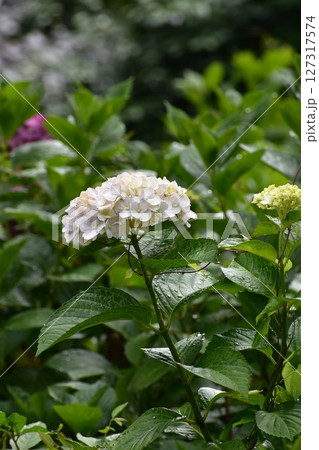 梅雨の時期だからこそ稲沢あじさいまつりに行こまい！ 127317574