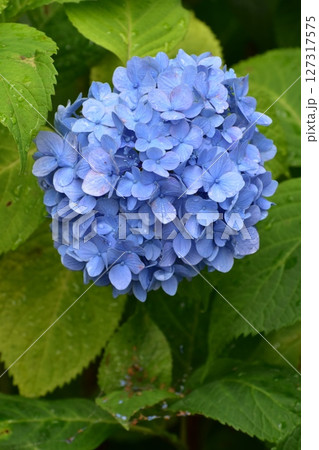 梅雨の時期だからこそ稲沢あじさいまつりに行こまい! 梅雨の時期だからこそ稲沢あじさいまつりに行こまい! 127317575