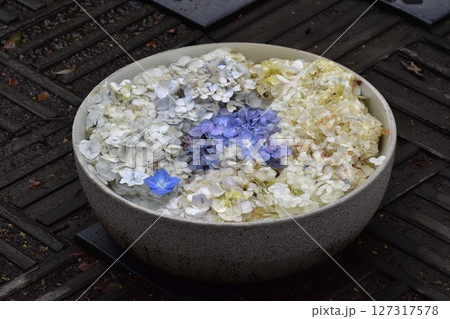 梅雨の時期だからこそ稲沢あじさいまつりに行こまい！ 127317578