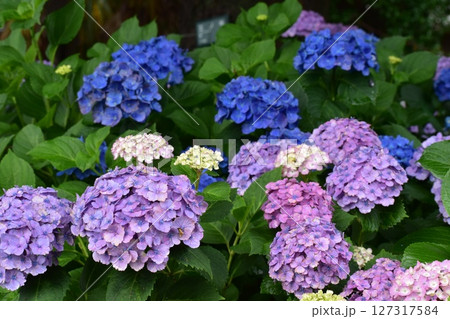 梅雨の時期だからこそ稲沢あじさいまつりに行こまい！ 127317584