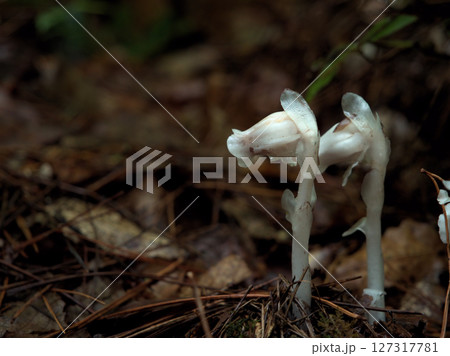 雨上がりの6月に生えてきた可憐なギンリョウソウ（銀竜草） 127317781
