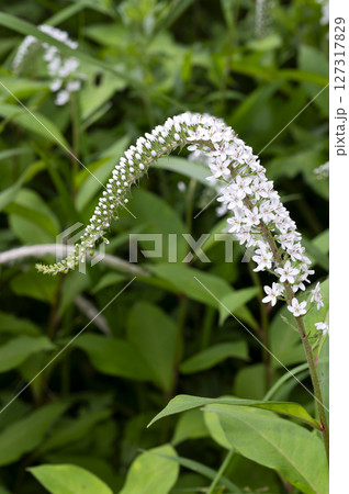 オカトラノオ 127317829