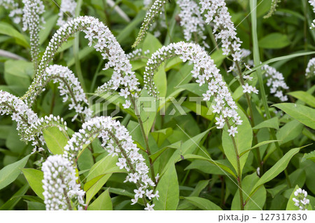 オカトラノオ 127317830