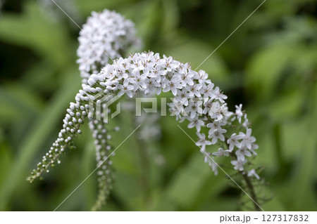 オカトラノオ 127317832