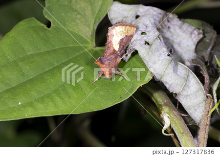 キクモンウワバ 127317836
