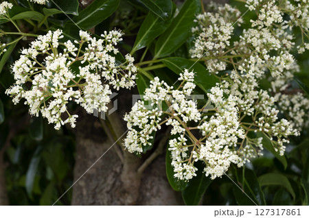 サンゴジュ サンゴジュ 127317861