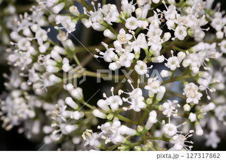 サンゴジュ 127317862