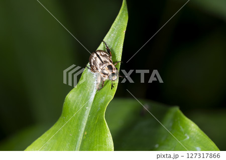 セマダラコガネ セマダラコガネ 127317866