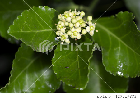 ツルオオバマサキ ツルオオバマサキ 127317873