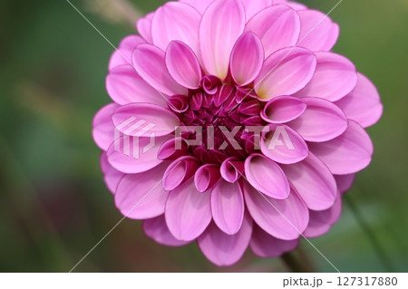 ダリアの花は見る人の心をつかむ花姿 127317880