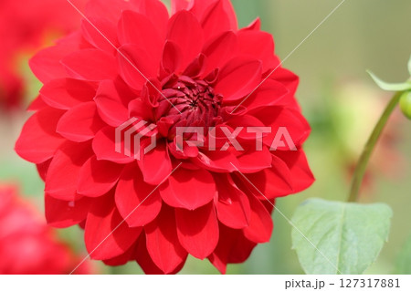 ダリアの花は見る人の心をつかむ花姿ー壱 127317881