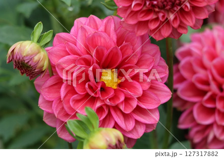 ダリアの花は見る人の心をつかむ花姿－弐 127317882