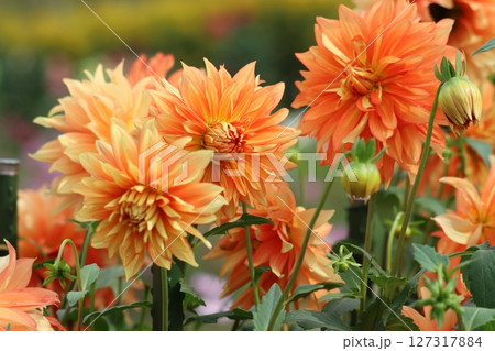 ダリアの花は見る人の心をつかむ花姿ー四 ダリアの花は見る人の心をつかむ花姿ー四 127317884