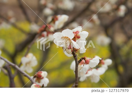 梅の花 梅の花 127317970