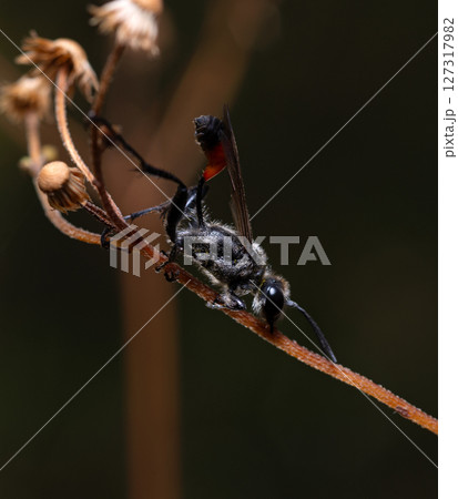 digger wasp Prionyx nudatus sitting on a dry plant stem, field 127317982