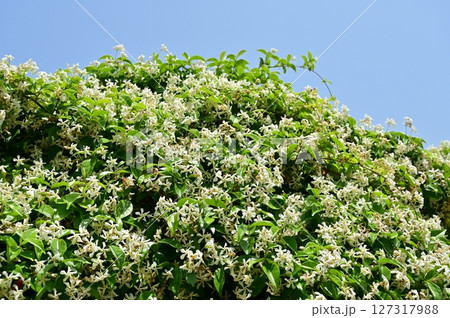 テイカカズラ（キョウチクトウ科）つる性常緑低木 127317988