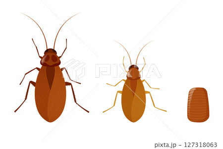 Cockroach lifecycle showing growth stages from nymph to adult insect 127318063