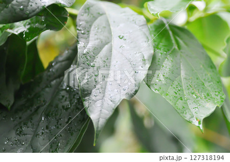Persea americana Mill or Avocado, Lauraceae or Persea gratissima or avocado plant and rain droplet 127318194