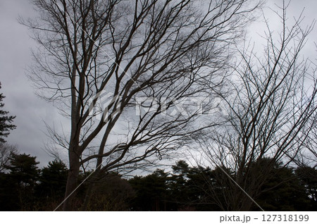 落葉樹の枝 落葉樹の枝 127318199