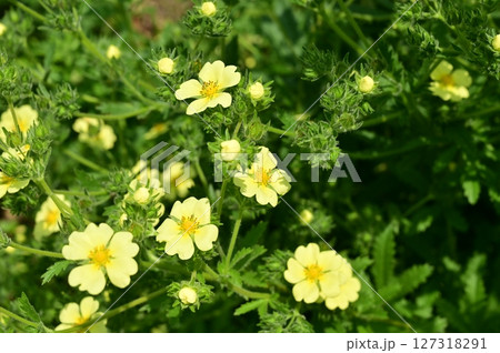 ポテンティラレクタ（バラ科）キジムシロ属 127318291