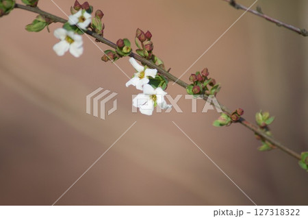 白い花 白い花 127318322