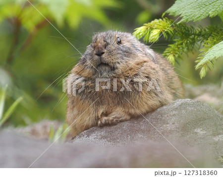 準絶滅危惧種のエゾナキウサギ 準絶滅危惧種のエゾナキウサギ 127318360