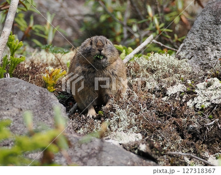 準絶滅危惧種のエゾナキウサギ 準絶滅危惧種のエゾナキウサギ 127318367