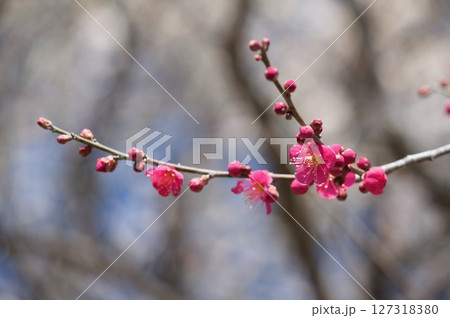 紅梅 紅梅 127318380