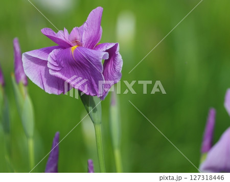 雨に濡れる花菖蒲 雨に濡れる花菖蒲 127318446