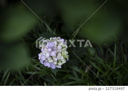 梅雨闇の紫陽花の花 127318497