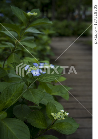 梅雨闇の紫陽花の花 127318505