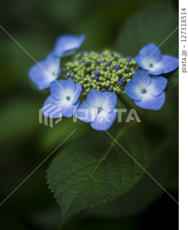 梅雨闇の紫陽花の花 127318514