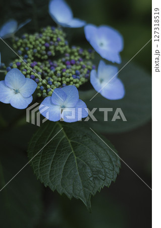 梅雨闇の紫陽花の花 127318519