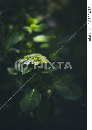 梅雨闇の紫陽花の花 梅雨闇の紫陽花の花 127318524