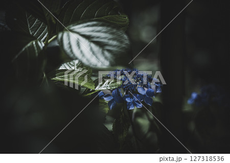 梅雨闇の紫陽花の花 127318536