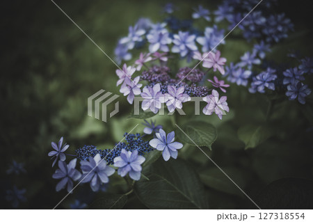 梅雨闇の紫陽花の花 127318554