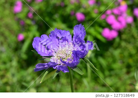 スカビオサ・パーフェクタ（スイカズラ科）マツムシ属 127318649