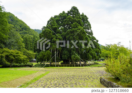 白山麓の観光スポット・御仏供杉 127318660