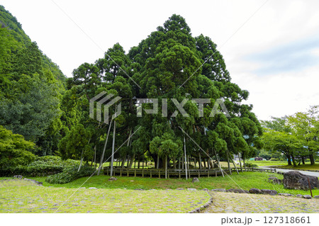 白山麓の観光スポット・御仏供杉 白山麓の観光スポット・御仏供杉 127318661