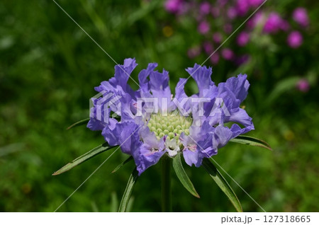 スカビオサ・パーフェクタ（スイカズラ科）マツムシ属 127318665