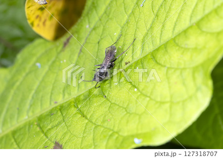 トゲアシオオクモバチ 127318707