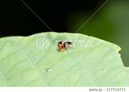 フタイロコガシラハネカクシ 127318721