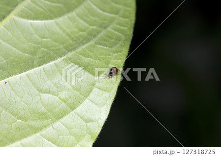 フタイロコガシラハネカクシ 127318725