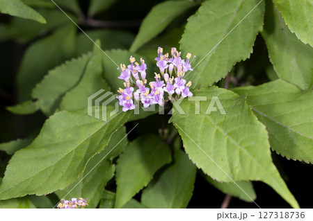 ムラサキシキブ 127318736