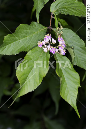 ムラサキシキブ 127318739